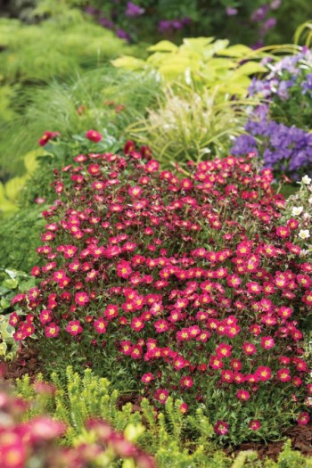 Ломикамінь Арендса Піксі Пан Ред | Saxifraga Arendsii Pixi Pan Red | Камнеломка Арендса Пикси Пан Ред